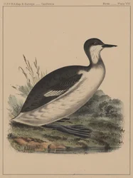 Birds, Plate VIII